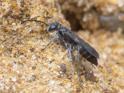 Pompilus cinereus (Leaden Spider Wasp).jpg